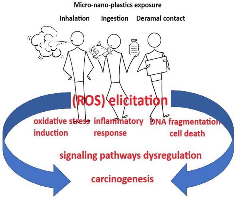 https://cdn.ncbi.nlm.nih.gov/pmc/blobs/3d81/11545399/3074ad23a289/cancers-16-03703-g002.jpg
