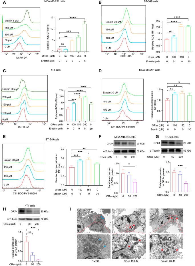 https://cdn.ncbi.nlm.nih.gov/pmc/blobs/3ddc/11775479/4807a11ad9e8/fphar-15-1527286-g005.jpg