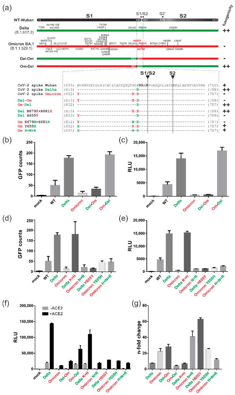 https://cdn.ncbi.nlm.nih.gov/pmc/blobs/3de4/10384293/1d8099b04e4e/viruses-15-01500-g006.jpg