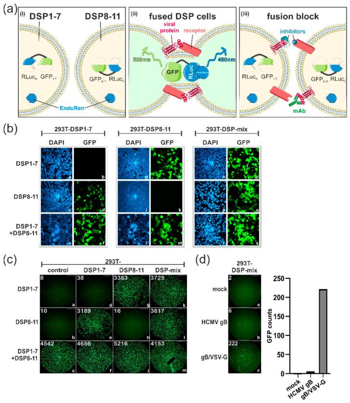 https://cdn.ncbi.nlm.nih.gov/pmc/blobs/3de4/10384293/81c2195d70be/viruses-15-01500-g001.jpg