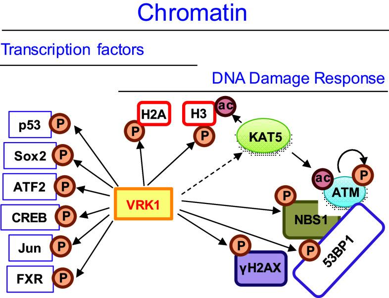 https://cdn.ncbi.nlm.nih.gov/pmc/blobs/3df7/11105336/2776ef3fa95c/18_2018_2811_Fig1_HTML.jpg