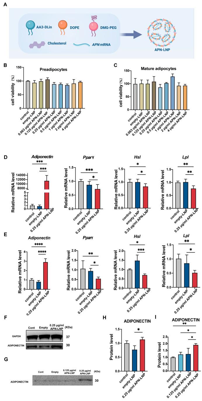 https://cdn.ncbi.nlm.nih.gov/pmc/blobs/3e03/12190357/4c8d1c2b8519/cells-14-00891-g001.jpg