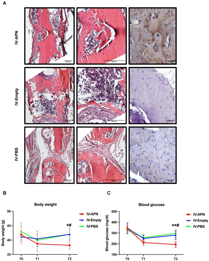 https://cdn.ncbi.nlm.nih.gov/pmc/blobs/3e03/12190357/860382a8a66e/cells-14-00891-g004.jpg