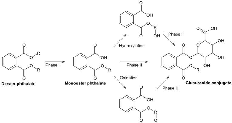 https://cdn.ncbi.nlm.nih.gov/pmc/blobs/3e2b/10780137/8469420a7d02/molecules-29-00106-g004.jpg