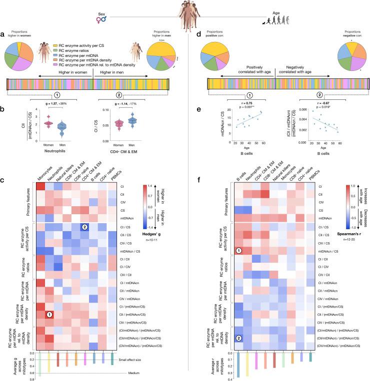 https://cdn.ncbi.nlm.nih.gov/pmc/blobs/3e31/8612706/83c3b6a5ae49/elife-70899-fig8.jpg