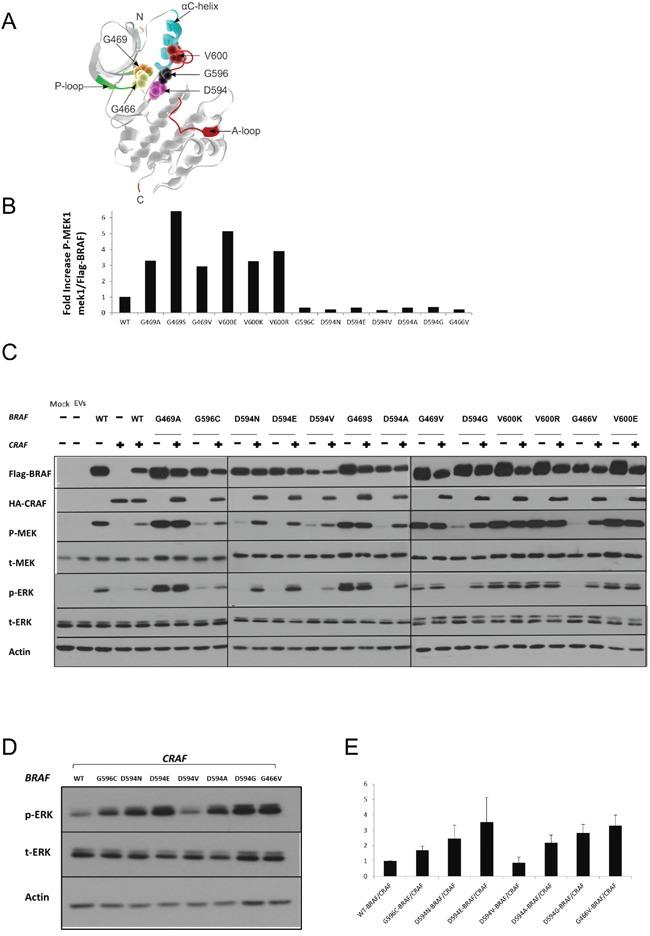 https://cdn.ncbi.nlm.nih.gov/pmc/blobs/3e39/5601124/0a18e6b8804f/oncotarget-08-60094-g001.jpg