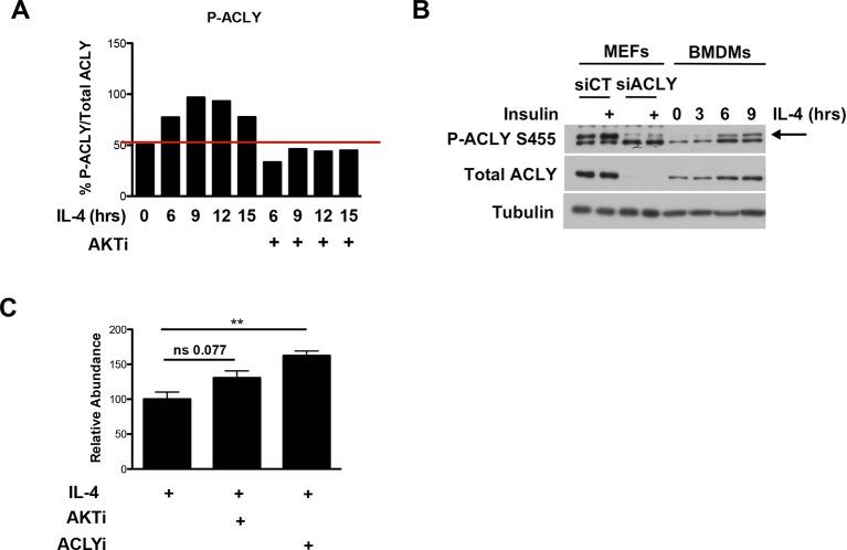 https://cdn.ncbi.nlm.nih.gov/pmc/blobs/3e75/4769166/a9c590cdeca0/elife-11612-fig3-figsupp1.jpg