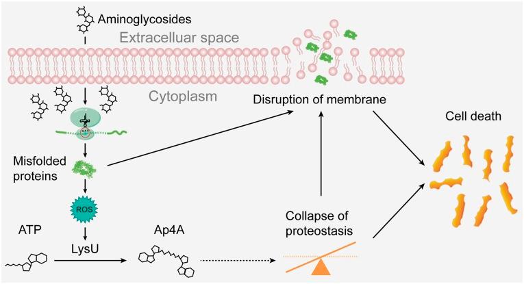 https://cdn.ncbi.nlm.nih.gov/pmc/blobs/3e80/6511005/5f5a8253bf20/pnas.1822026116fig05.jpg