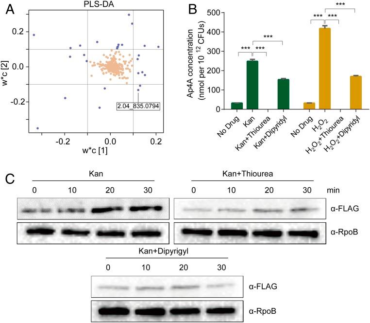 https://cdn.ncbi.nlm.nih.gov/pmc/blobs/3e80/6511005/f2ce04c9b112/pnas.1822026116fig01.jpg