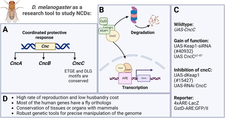 https://cdn.ncbi.nlm.nih.gov/pmc/blobs/3e91/11733061/82a6a6357a37/gr6.jpg
