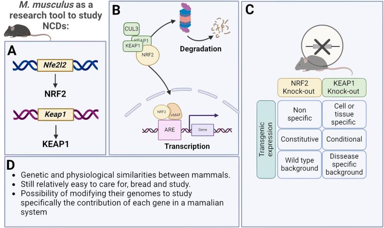 https://cdn.ncbi.nlm.nih.gov/pmc/blobs/3e91/11733061/e4980aebfded/gr10.jpg