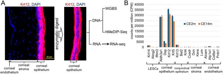https://cdn.ncbi.nlm.nih.gov/pmc/blobs/3e94/12147993/77a032f4b420/FSB2-39-e70699-g005.jpg