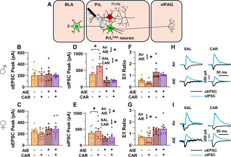 https://cdn.ncbi.nlm.nih.gov/pmc/blobs/3ed9/12061479/02d867b17674/elife-101667-fig5.jpg