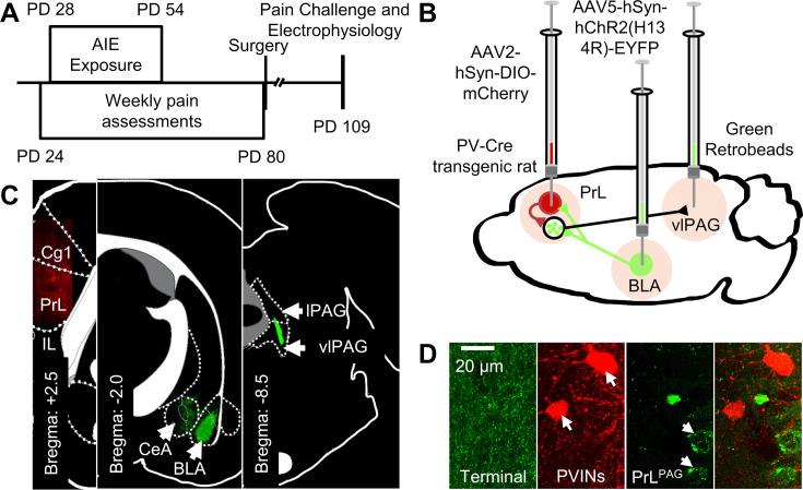 https://cdn.ncbi.nlm.nih.gov/pmc/blobs/3ed9/12061479/8828cee14b32/elife-101667-fig3.jpg