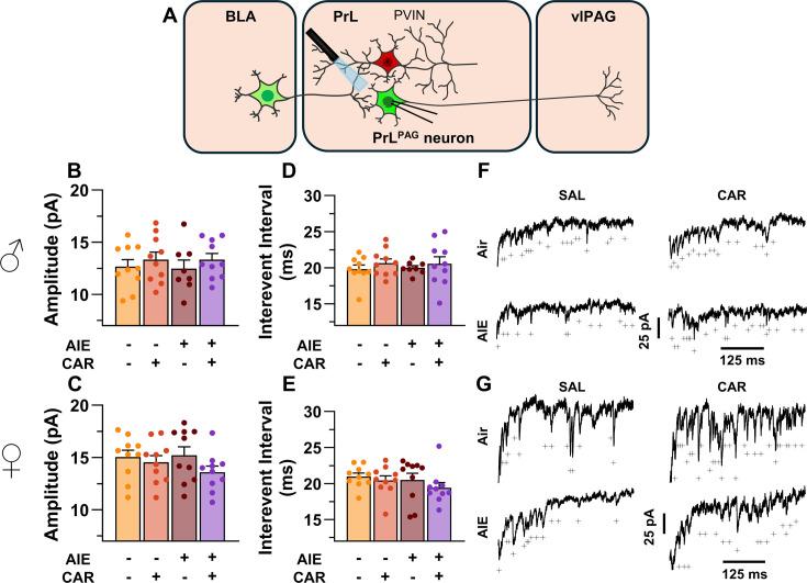 https://cdn.ncbi.nlm.nih.gov/pmc/blobs/3ed9/12061479/972dc233a0c0/elife-101667-fig7.jpg