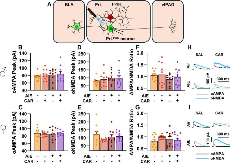 https://cdn.ncbi.nlm.nih.gov/pmc/blobs/3ed9/12061479/9820110d31a3/elife-101667-fig6.jpg