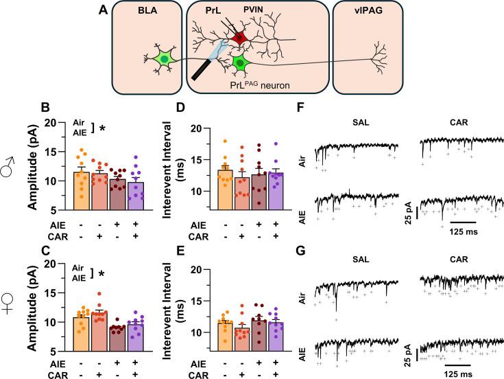 https://cdn.ncbi.nlm.nih.gov/pmc/blobs/3ed9/12061479/eb041d7007eb/elife-101667-fig11.jpg