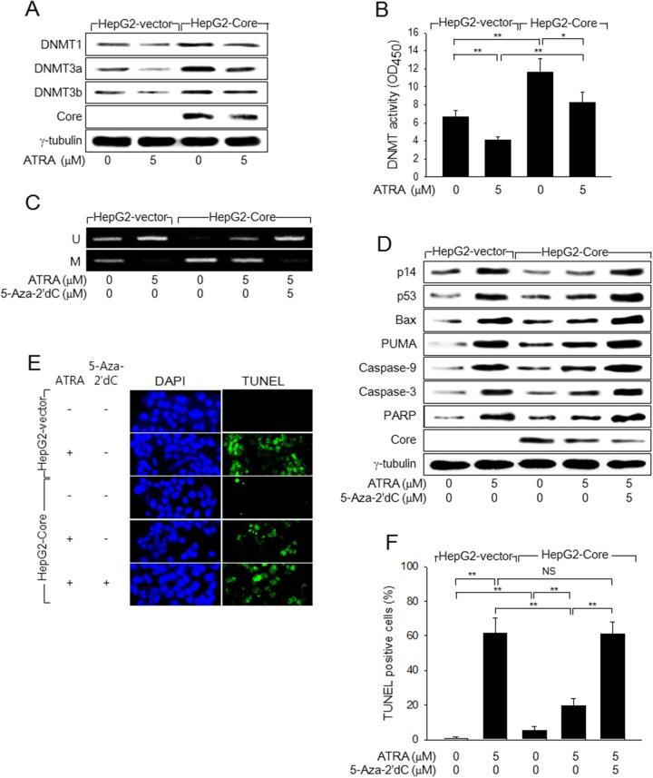 https://cdn.ncbi.nlm.nih.gov/pmc/blobs/3f23/5689633/cb0c516612e6/oncotarget-08-85584-g004.jpg
