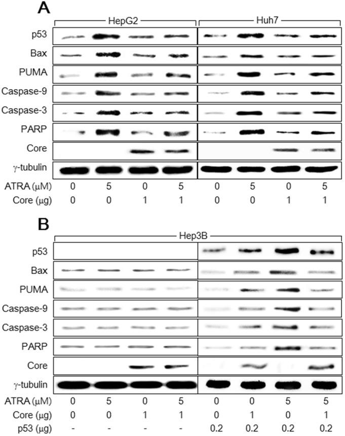 https://cdn.ncbi.nlm.nih.gov/pmc/blobs/3f23/5689633/e613bc4a74a2/oncotarget-08-85584-g002.jpg