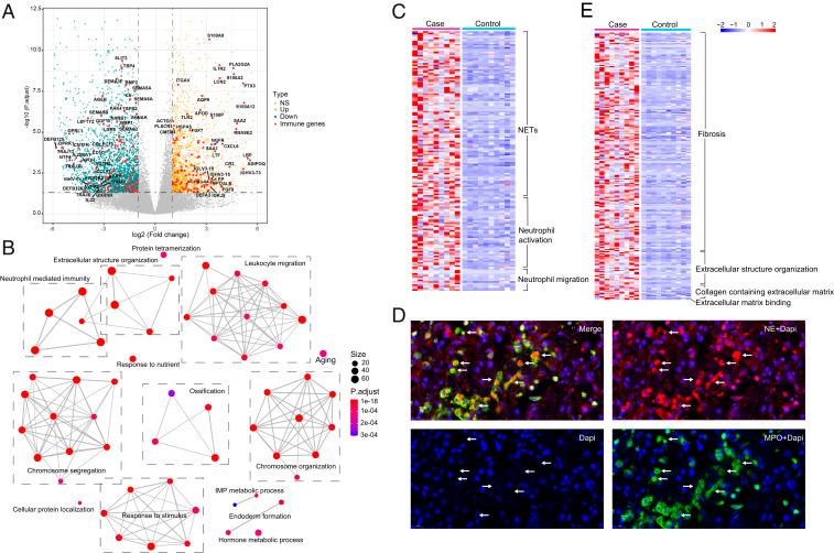 https://cdn.ncbi.nlm.nih.gov/pmc/blobs/3f59/7668053/ab419adb713a/pnas.2018030117fig02.jpg