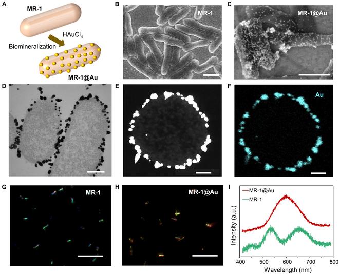 https://cdn.ncbi.nlm.nih.gov/pmc/blobs/3f5b/10200910/91e4dde04eda/research.0145.fig.004.jpg