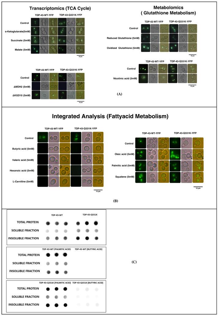 https://cdn.ncbi.nlm.nih.gov/pmc/blobs/3f79/10177613/bcb8ddb9516e/cells-12-01228-g008.jpg