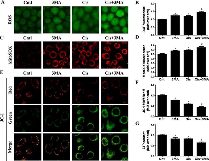 https://cdn.ncbi.nlm.nih.gov/pmc/blobs/3f7e/5400560/6bf9dce6e091/oncotarget-08-20988-g004.jpg