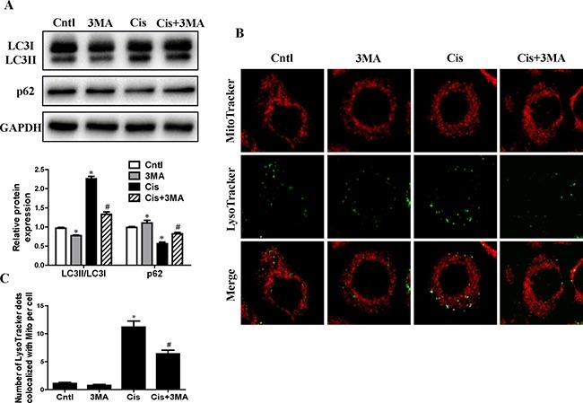 https://cdn.ncbi.nlm.nih.gov/pmc/blobs/3f7e/5400560/9ce3b7d137f0/oncotarget-08-20988-g002.jpg