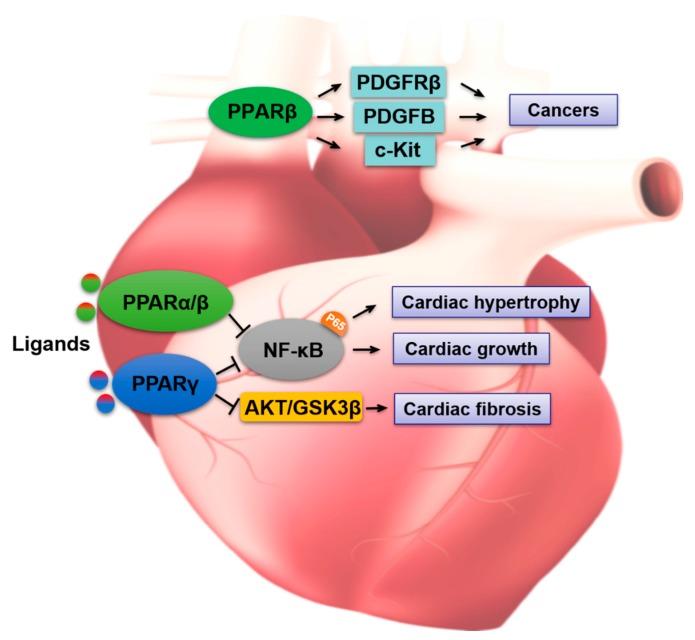 https://cdn.ncbi.nlm.nih.gov/pmc/blobs/3f80/7072218/0ca92b2e63f7/cells-09-00352-g001.jpg