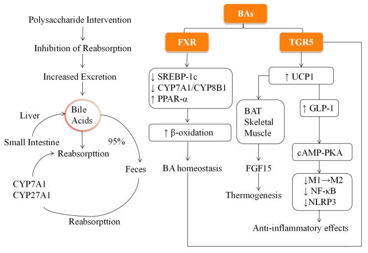 https://cdn.ncbi.nlm.nih.gov/pmc/blobs/3f87/12384230/6cafeda4742b/biomolecules-15-01140-g001.jpg