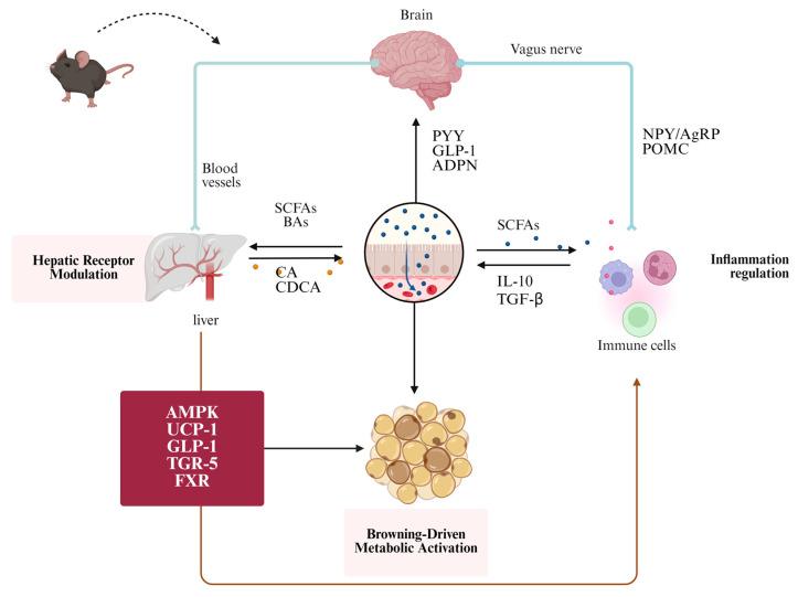 https://cdn.ncbi.nlm.nih.gov/pmc/blobs/3f87/12384230/7f559216c57b/biomolecules-15-01140-g002.jpg