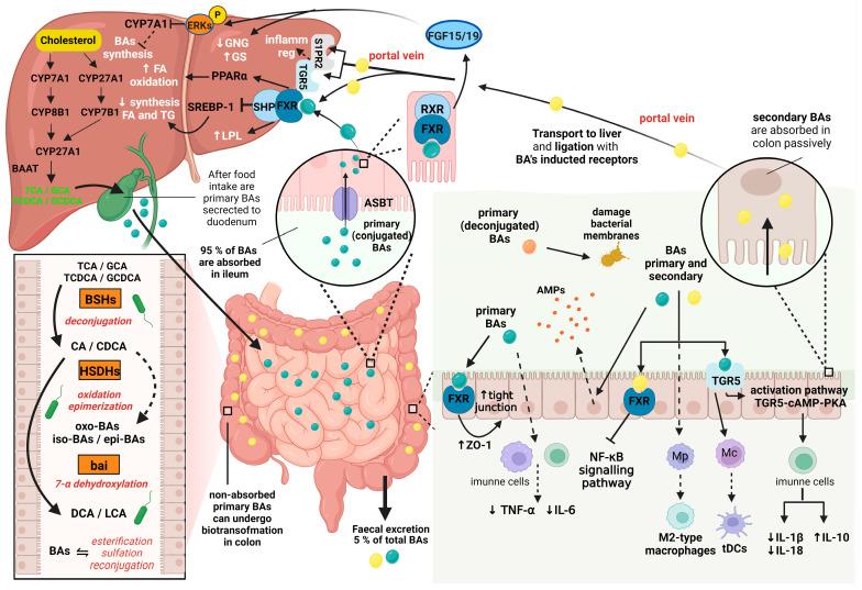 https://cdn.ncbi.nlm.nih.gov/pmc/blobs/3fb1/11643520/92676d81b31d/nutrients-16-03996-g003.jpg