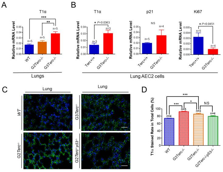 https://cdn.ncbi.nlm.nih.gov/pmc/blobs/3fb5/8616483/882212c7eaa0/cells-10-02892-g005.jpg
