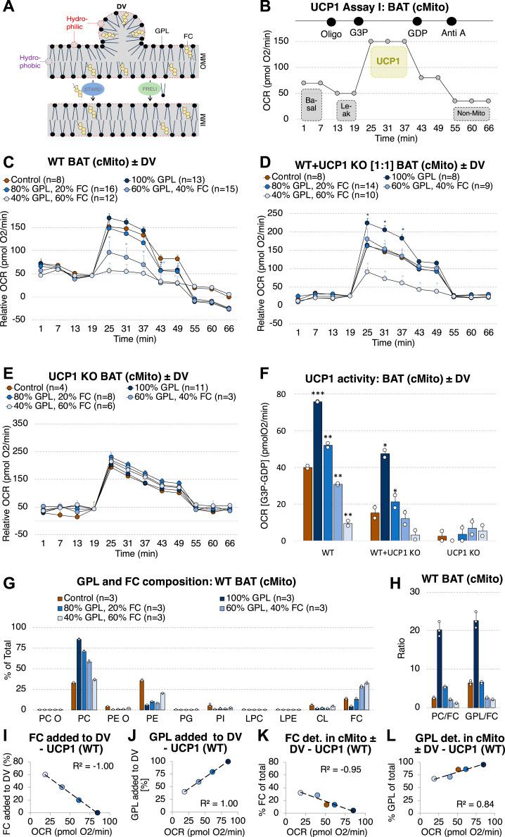 https://cdn.ncbi.nlm.nih.gov/pmc/blobs/3fde/11157264/46301913cdc7/LSA-2024-02828_Fig4.jpg