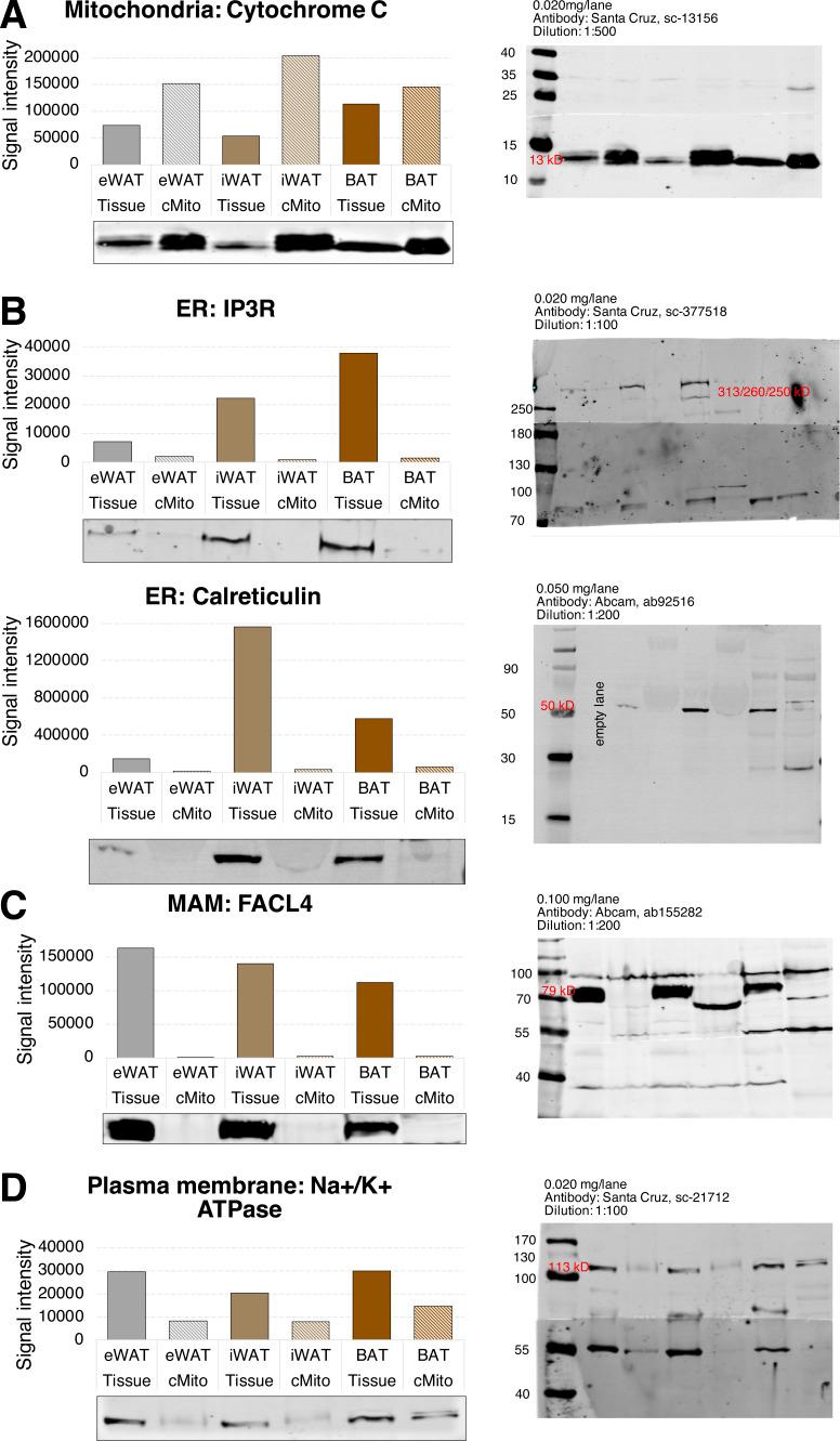 https://cdn.ncbi.nlm.nih.gov/pmc/blobs/3fde/11157264/46e5465f7b47/LSA-2024-02828_FigS5.jpg