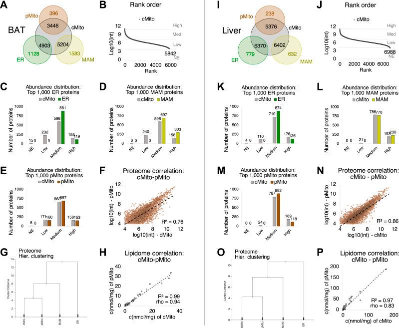 https://cdn.ncbi.nlm.nih.gov/pmc/blobs/3fde/11157264/9c98a910d1de/LSA-2024-02828_Fig1.jpg