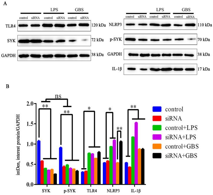 https://cdn.ncbi.nlm.nih.gov/pmc/blobs/3fe2/9855420/698eb3e271ca/biomedicines-11-00097-g007.jpg