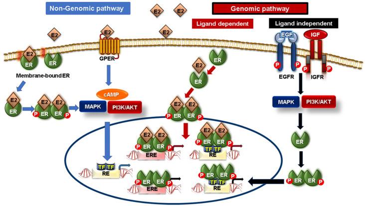 https://cdn.ncbi.nlm.nih.gov/pmc/blobs/402a/10046401/e062d7b6ba7c/cancers-15-01794-g001.jpg