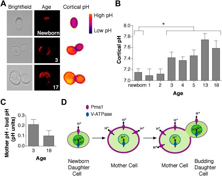 https://cdn.ncbi.nlm.nih.gov/pmc/blobs/405f/4175738/03777f663db7/elife03504f004.jpg