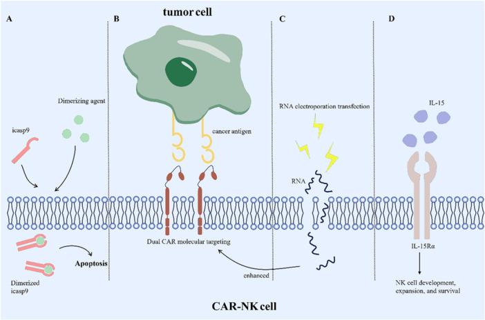 https://cdn.ncbi.nlm.nih.gov/pmc/blobs/407b/12171998/538fa4d98e25/IID3-13-e70210-g001.jpg