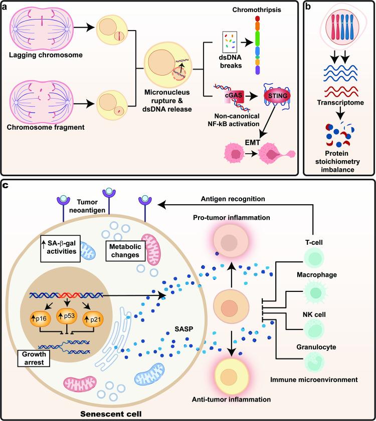 https://cdn.ncbi.nlm.nih.gov/pmc/blobs/4097/10980778/ac6ecb9cc437/41392_2024_1767_Fig6_HTML.jpg