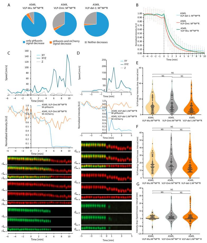 https://cdn.ncbi.nlm.nih.gov/pmc/blobs/40e4/11359012/41288acc67f5/viruses-16-01341-g004.jpg