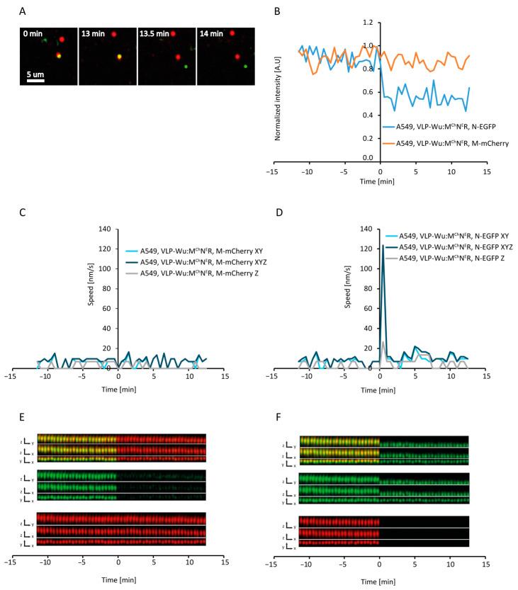 https://cdn.ncbi.nlm.nih.gov/pmc/blobs/40e4/11359012/4a2bc2b6981a/viruses-16-01341-g006.jpg