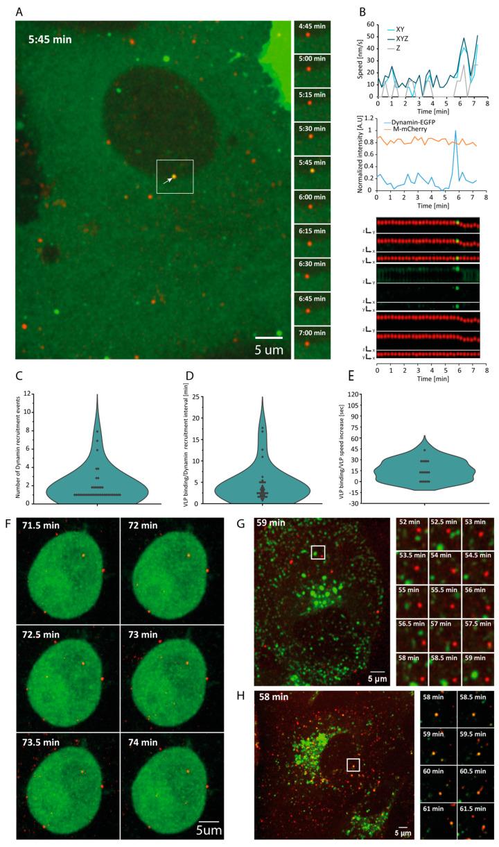 https://cdn.ncbi.nlm.nih.gov/pmc/blobs/40e4/11359012/58d625c62657/viruses-16-01341-g002.jpg
