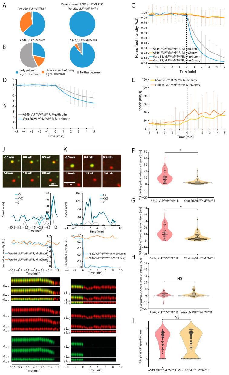 https://cdn.ncbi.nlm.nih.gov/pmc/blobs/40e4/11359012/95d51ede1966/viruses-16-01341-g003.jpg