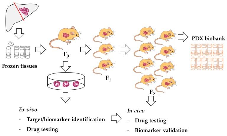 https://cdn.ncbi.nlm.nih.gov/pmc/blobs/4135/6562875/40ed547c826e/cells-08-00496-g007.jpg