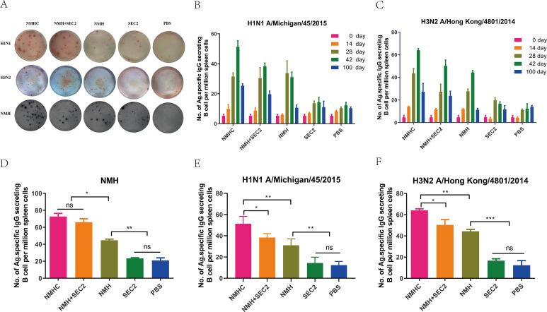 https://cdn.ncbi.nlm.nih.gov/pmc/blobs/415c/8635977/bcc5e90b8f41/elife-71725-fig7.jpg