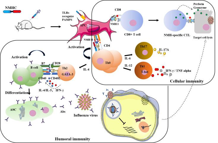 https://cdn.ncbi.nlm.nih.gov/pmc/blobs/415c/8635977/bd848df76f80/elife-71725-fig13.jpg