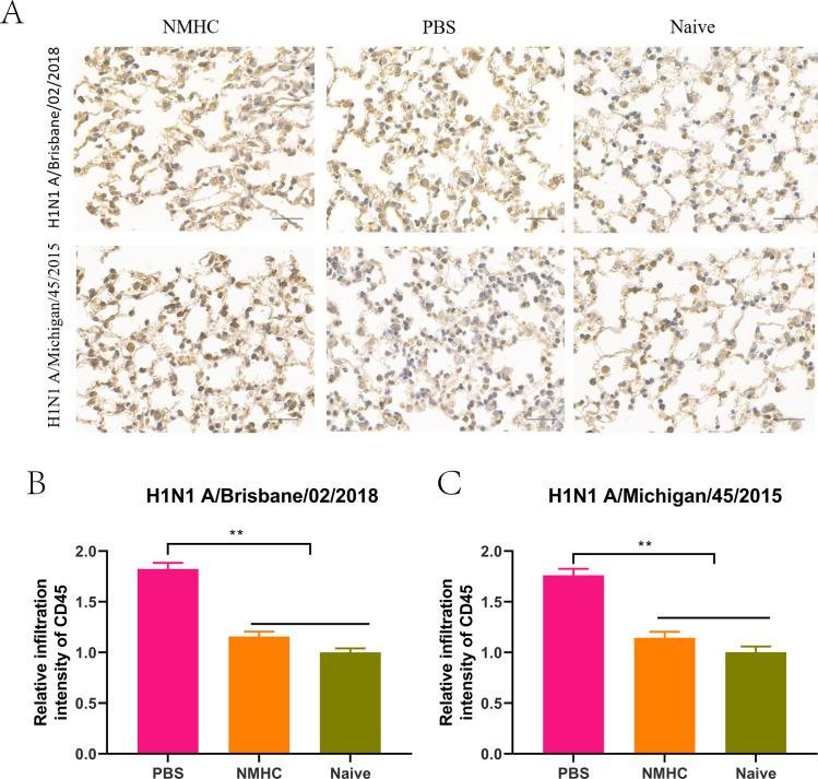 https://cdn.ncbi.nlm.nih.gov/pmc/blobs/415c/8635977/cb40a3bef589/elife-71725-fig11.jpg