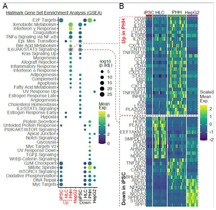 https://cdn.ncbi.nlm.nih.gov/pmc/blobs/4160/12190443/bccca8c0b38b/cells-14-00925-g007.jpg